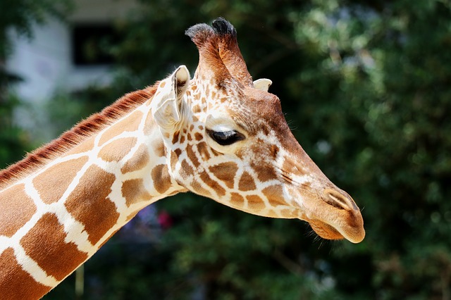 Jeff the Giraffe
